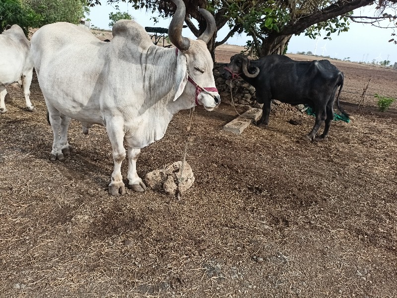 બળદ વેસવાનોસે