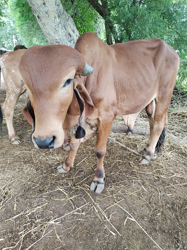 દેસી ગીર ‌વાછડો...