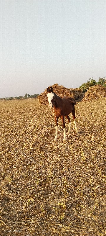 ઘોડો વેચવાનો છે...