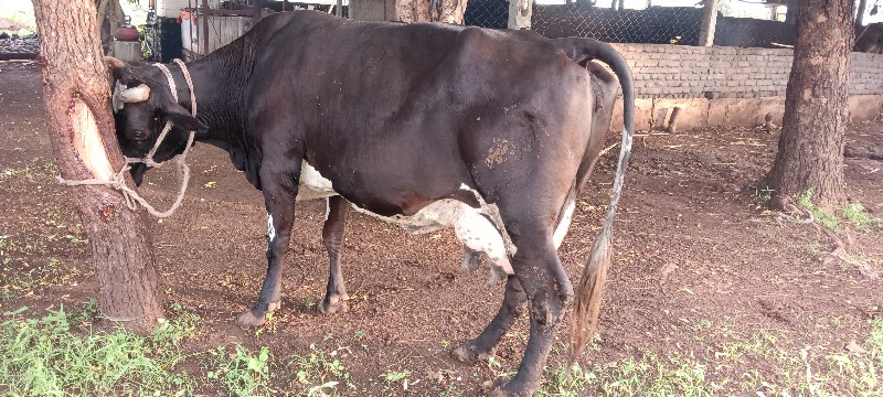 જર્સી ગાય વેચવા...