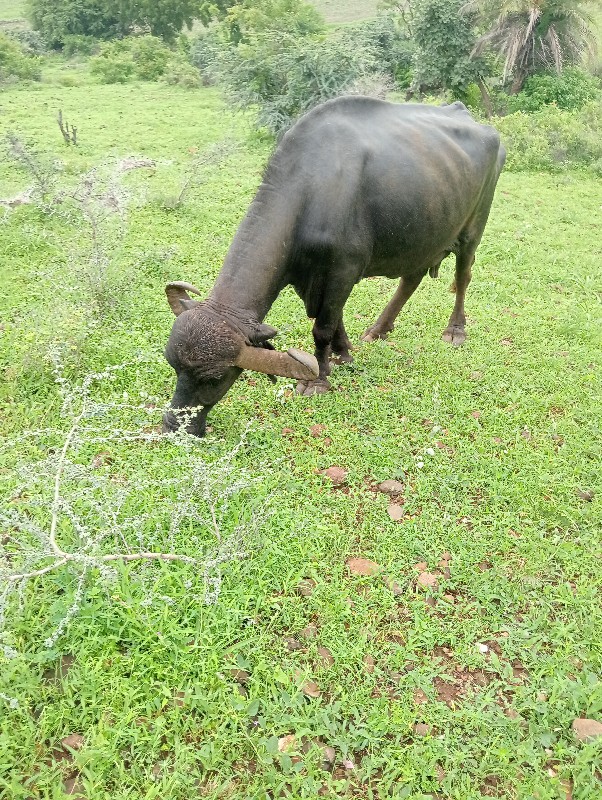 ભેંસ વેચવાની છે