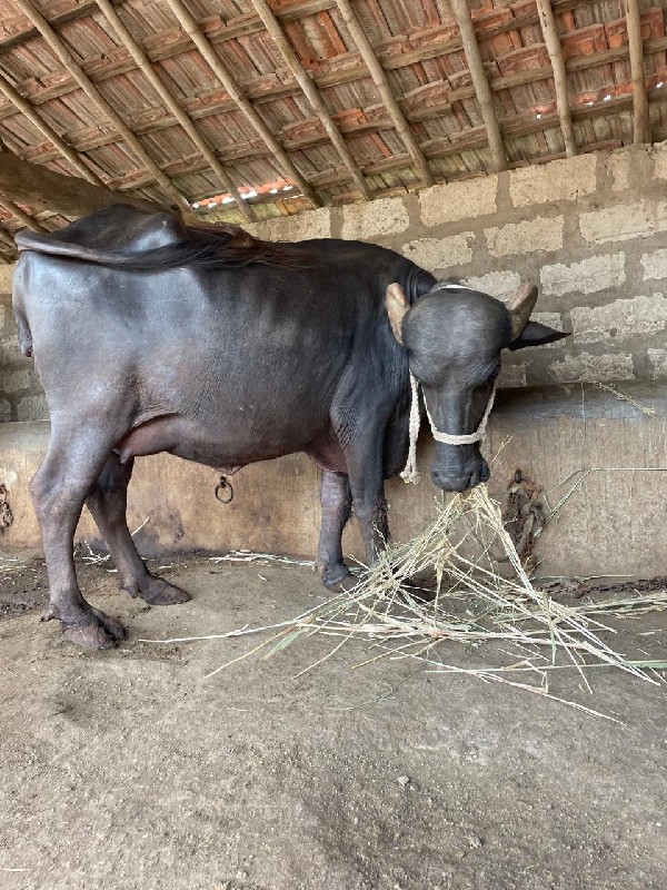 ભેસ વેસવાની છે