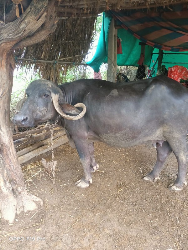 ભેંસ વેચવાની શે