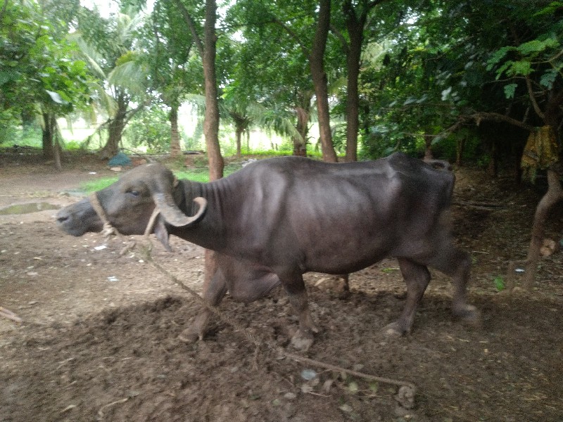 ખડેલુ  વેચવાનુ...