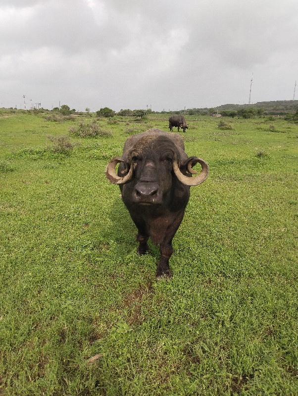 ભેંસ વેચવાની છે