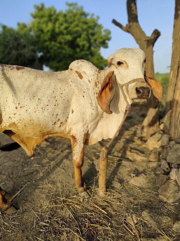 વાસડો વેસવાનો છ...