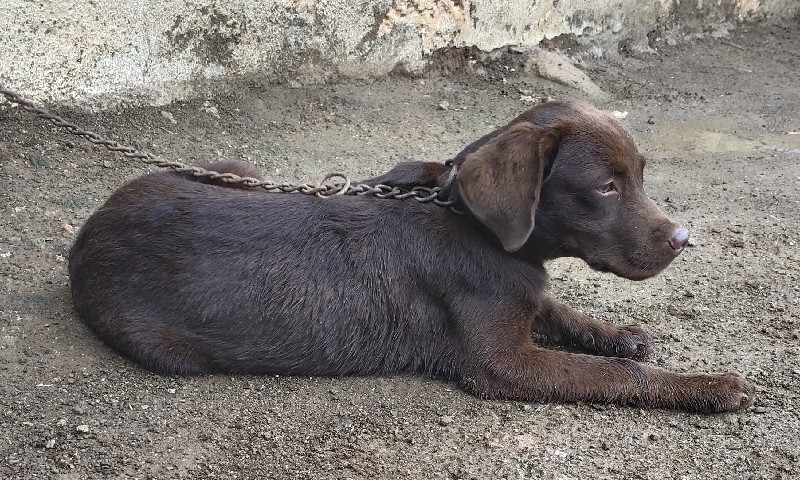 લેબ મેલ પપી વેસ...