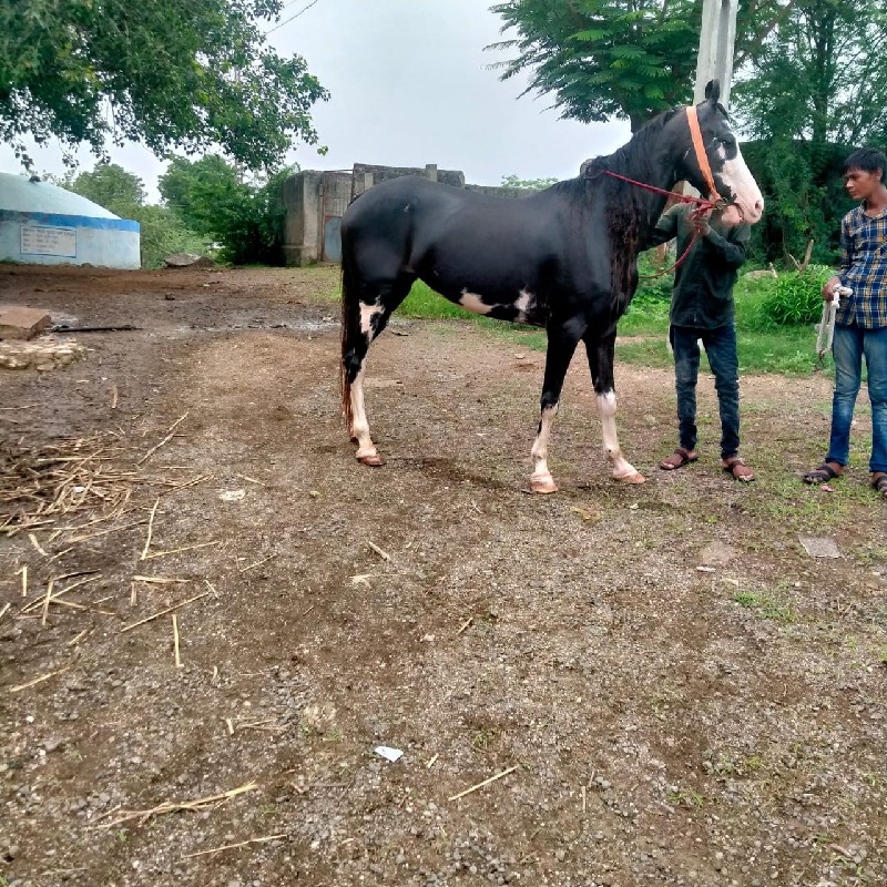 ઘોડી વેચવાની છે