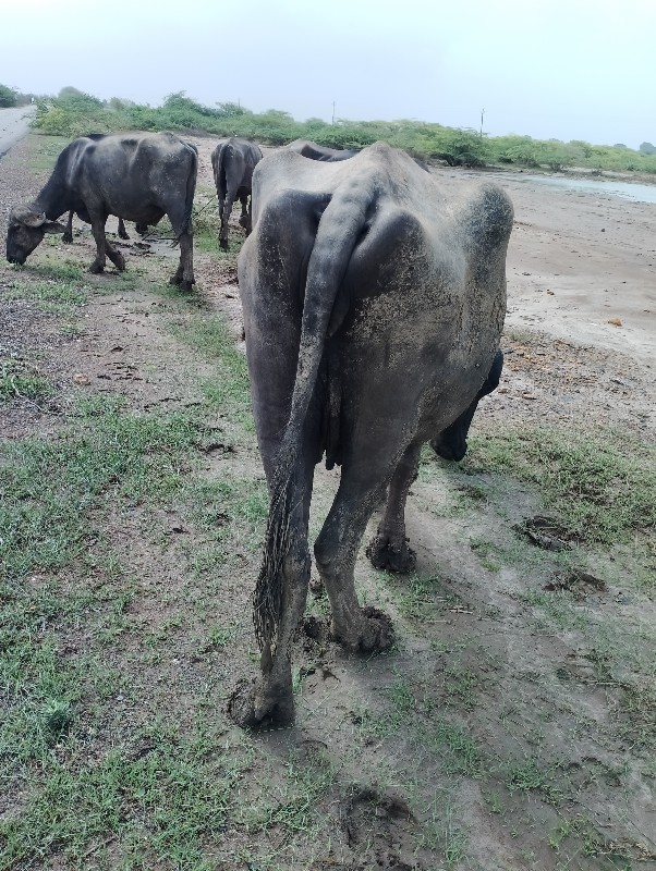 ખડેલી વેચવાની છ...