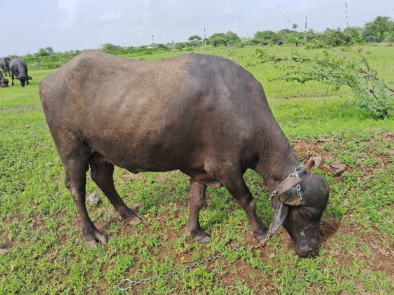 ભેંસ