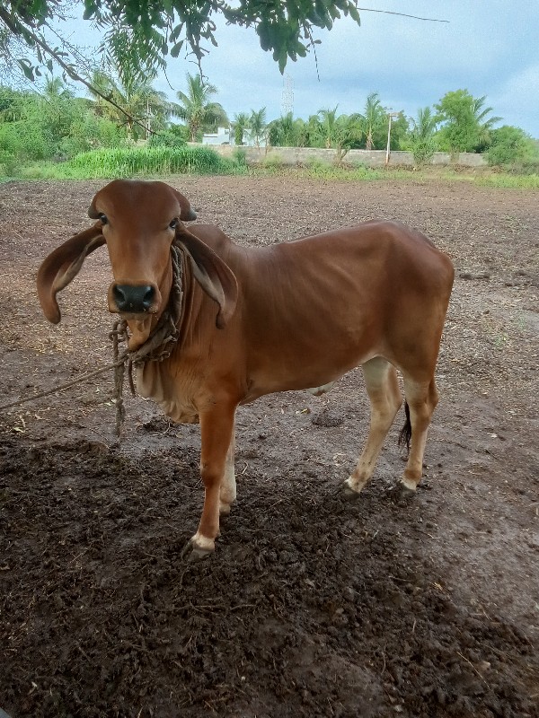 ગીર વાછડી