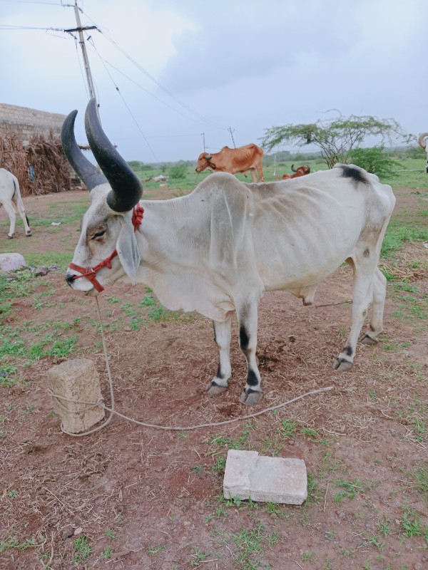 બળદ