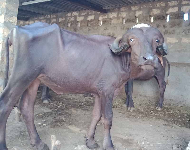 જાફરાબાદી ખડેલી