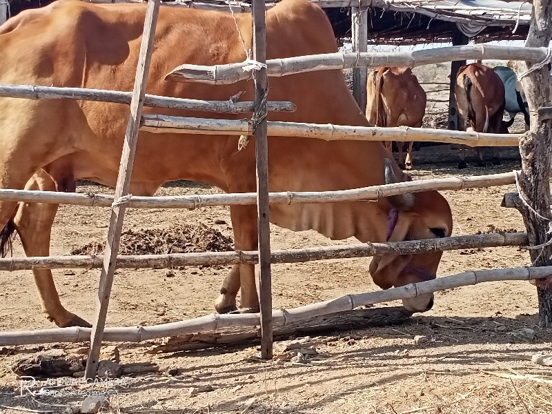 ગીર ગાય ગૌશાળા