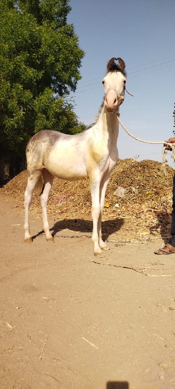 વસેરીવેસવાનીસે...