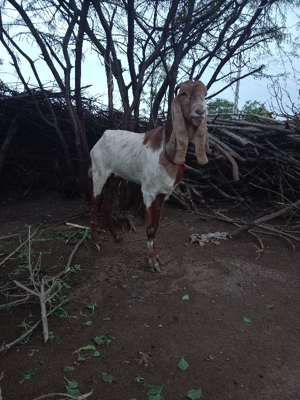 રાજસ્થાની બકરી...