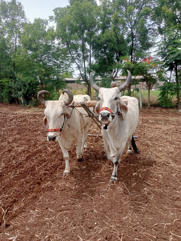 ગોઢલા વેચવાના છ...