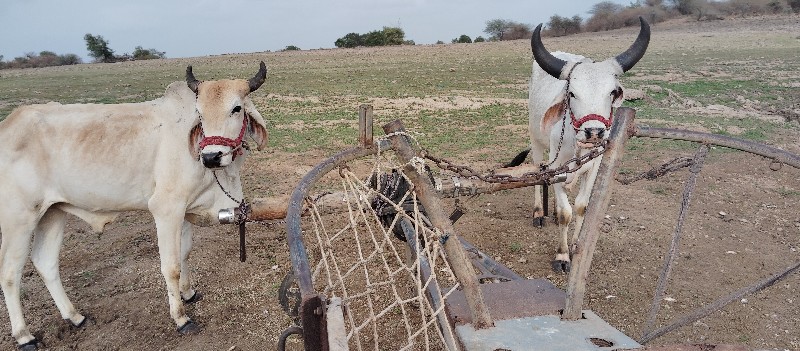 વાચડા