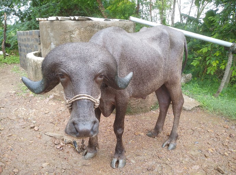 પાડો વેચવાનો છે