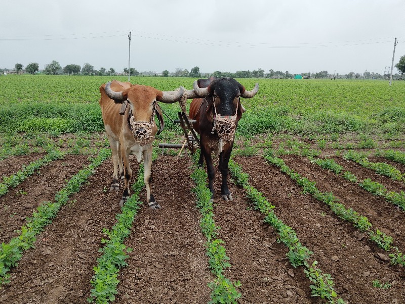 ગોઠલા વેસવાના ન...