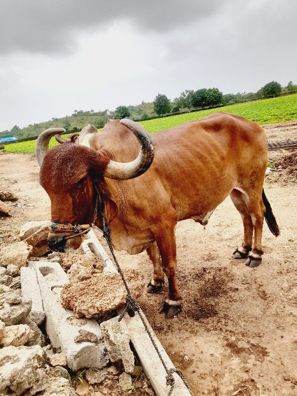 બળદ