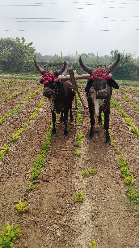 ગોંઢલા  વેચવાના...