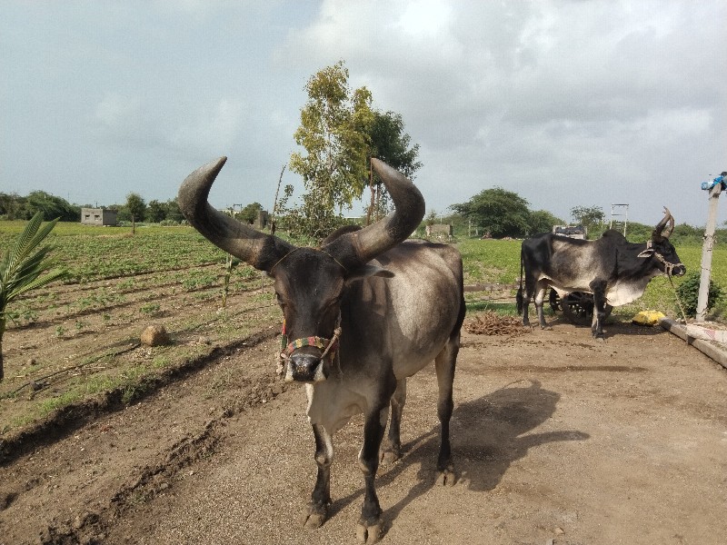 બળદ વેચવાનું છે...