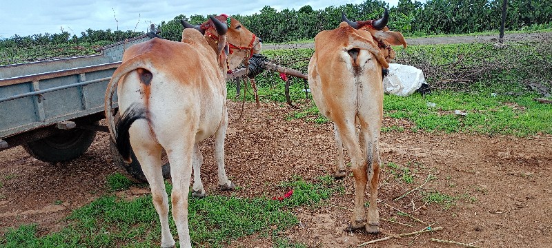 વાચડા વેચવા ના...