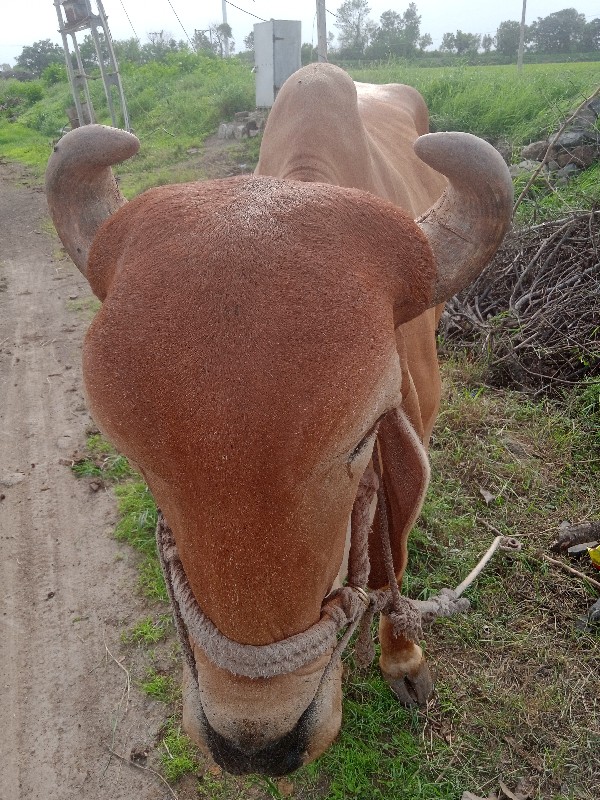 બળદ વેચવાનો છે