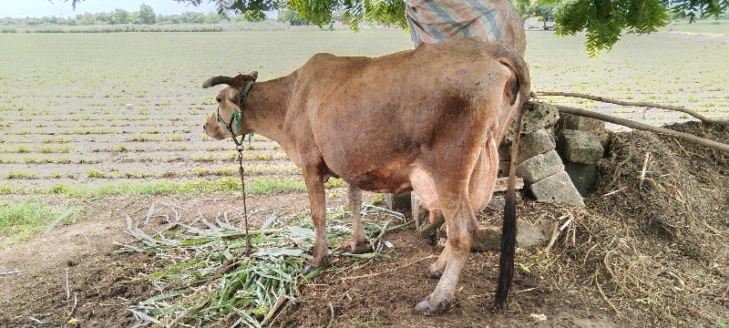 જરાસી