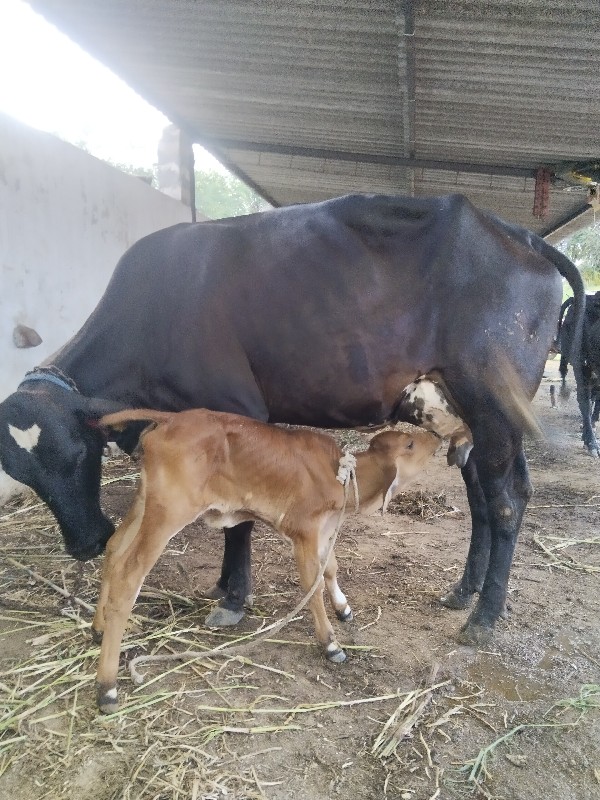 ગાય વેચવાની છે