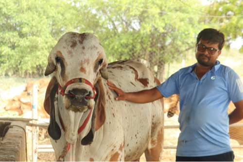 પશુઓની પ્રાથમિક...