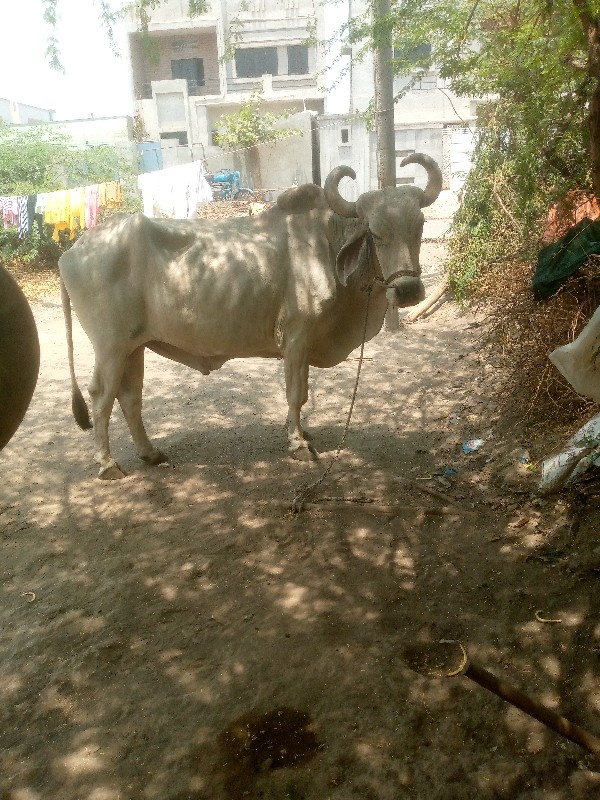 kutiyana Taluka