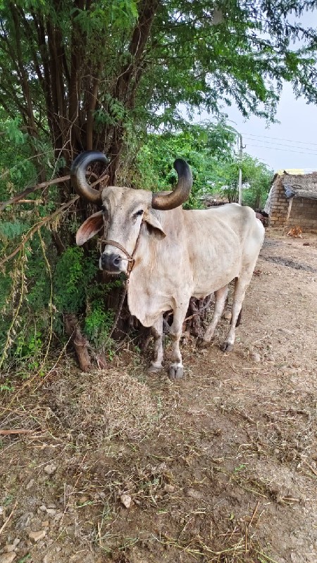 બળદ વેચવાનો છે