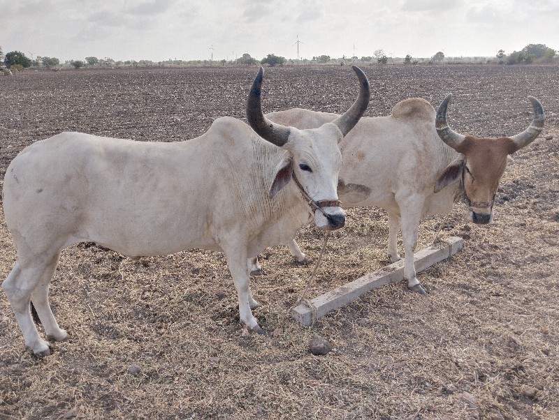 બળદ વેચવાના છે