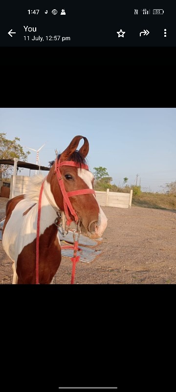 સુરેશભાઈ