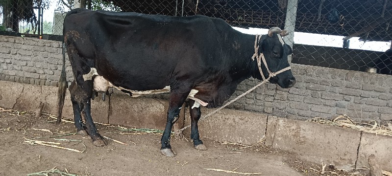 ગીર કોર્સ જર્સી...