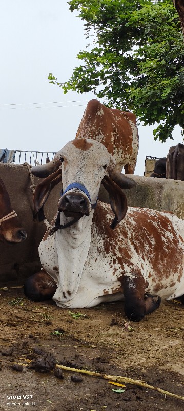 ગીર ગાય વેચવાની...