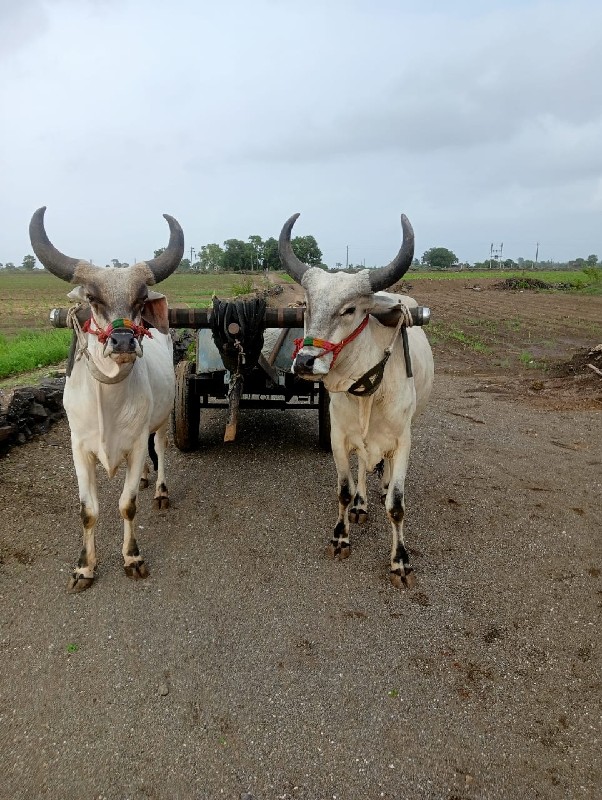 બળદ  વેચવાના છે