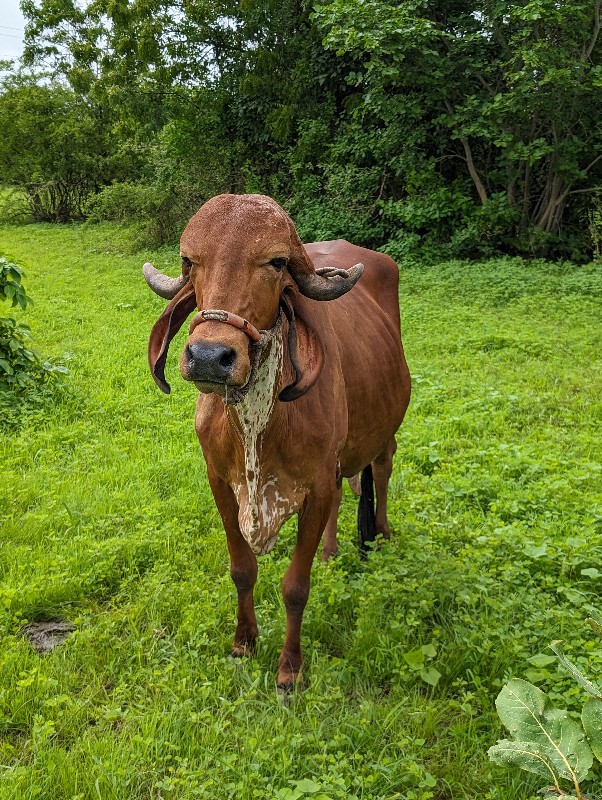 ગાય વેચવાની છે