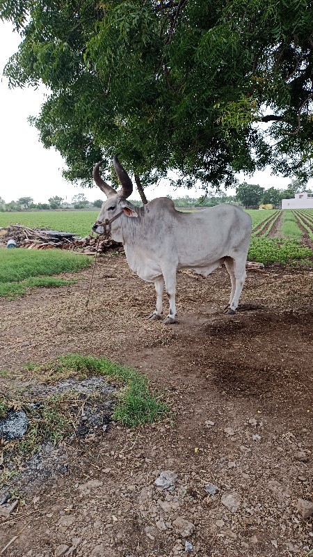 એક બળદ વેચવાનો...