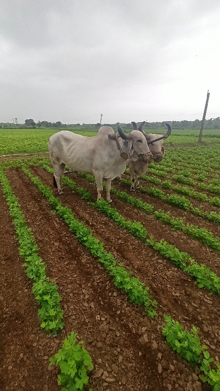 ગોધલા વેચવાના છ...