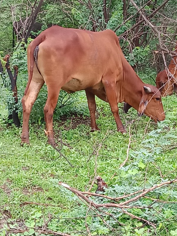 ગાય વેચવાની છે