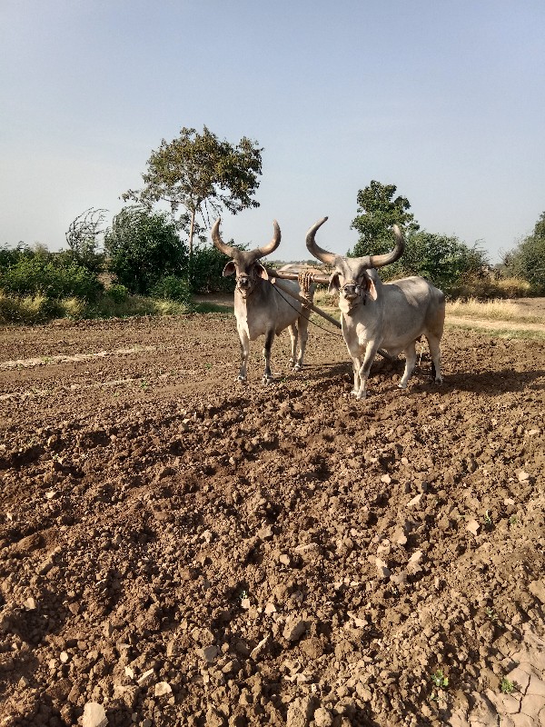 બળદ બેસવાના સે