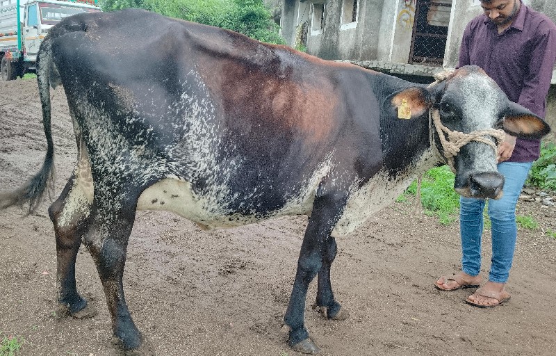 જશી ગાય