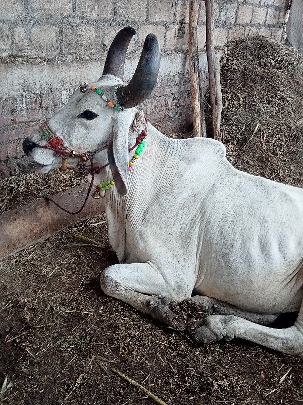 બંળદ વેચવા