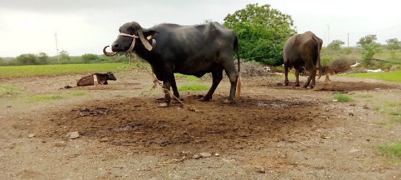 ભેસ વેચાવ છે