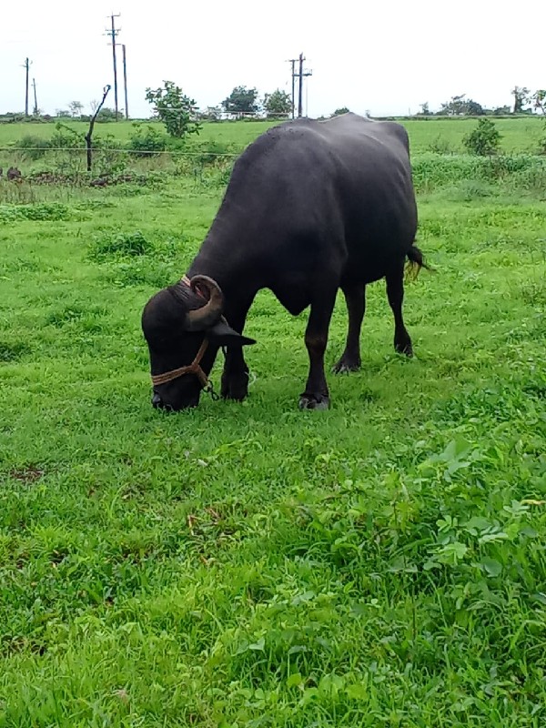 વેચવાની છે