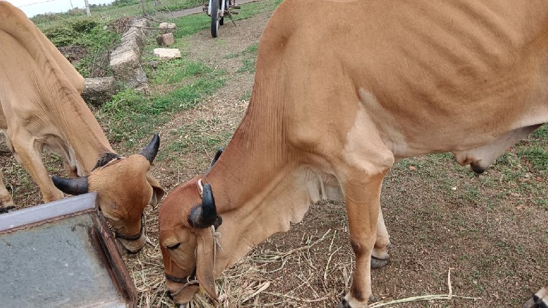 ગોટલા