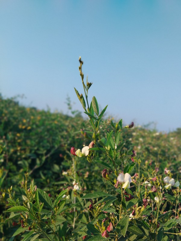 તુવેર વેચવાની બ...